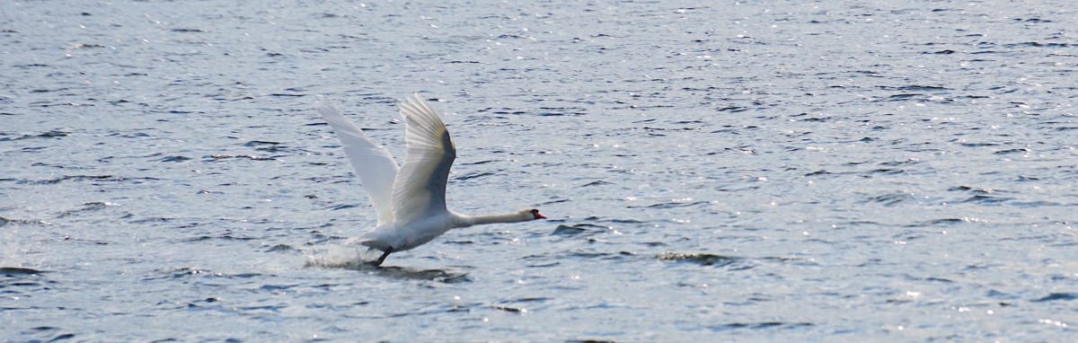 Freedom is choosing with calm awareness—departing when it is wise and staying when it is necessary. Freedom is choosing with calm awareness—departing when it is wise and staying when it is necessary.