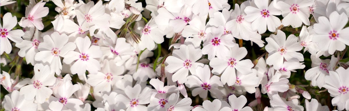 Pause and take time to notice the beauty of life around you. Notice how your work help others and how smelling the flowers allows to be grounded and present.